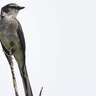 Minivet des Ryu Kyu