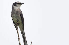 Ryukyu Minivet