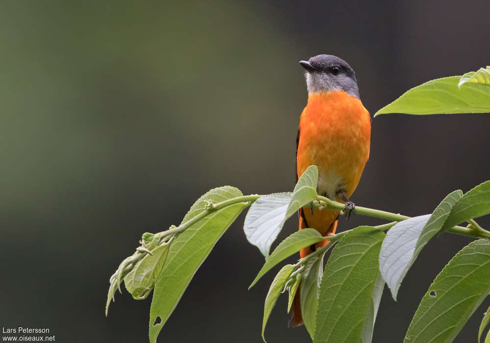 Minivet mandarin mâle adulte, habitat, pigmentation