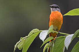 Minivet mandarin