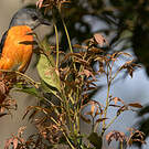 Minivet mandarin