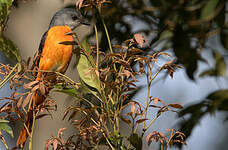 Minivet mandarin