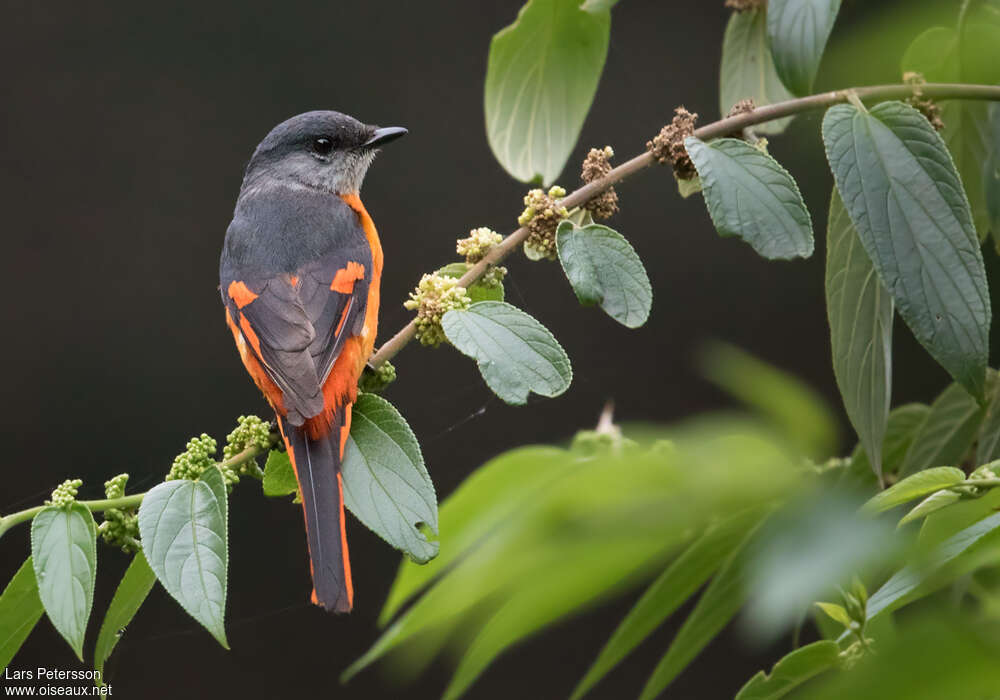 Minivet mandarin mâle adulte, pigmentation