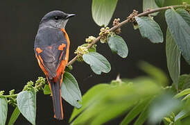 Grey-chinned Minivet