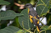 Minivet mandarin