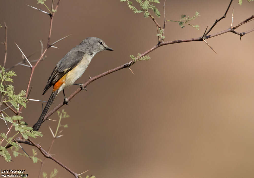 Small Minivet female adult, identification