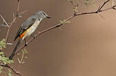 Minivet oranor