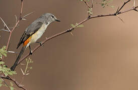 Minivet oranor