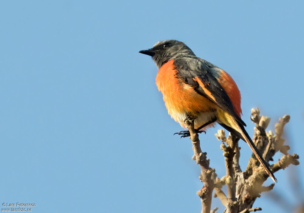 Minivet oranor