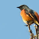 Minivet oranor