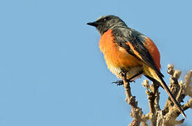 Minivet oranor