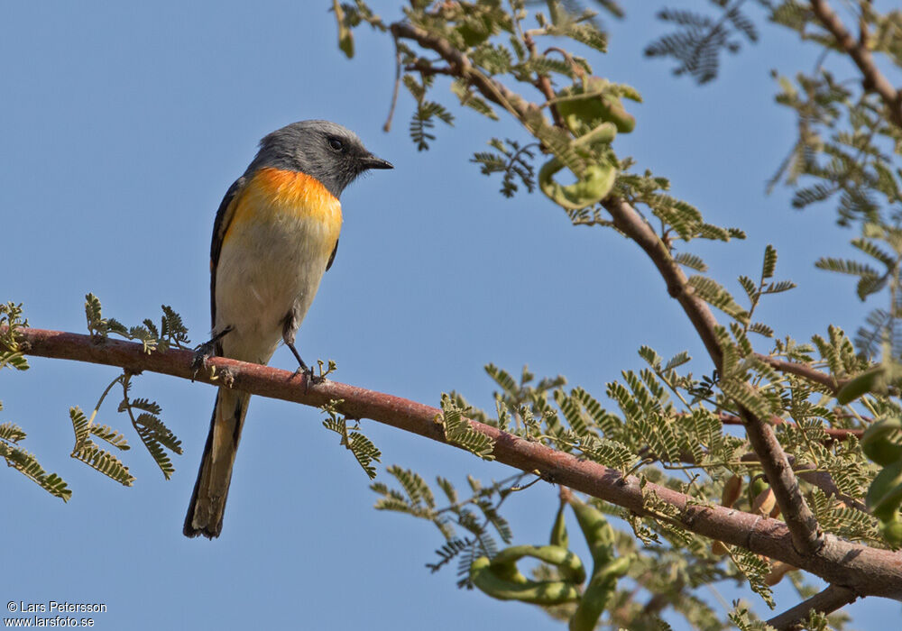 Minivet oranor