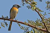 Minivet oranor