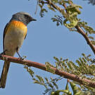 Minivet oranor