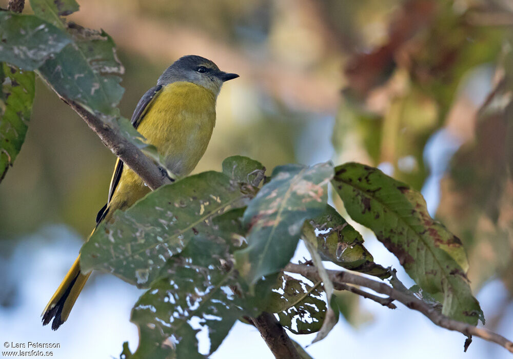 Minivet rouge