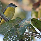 Minivet rouge