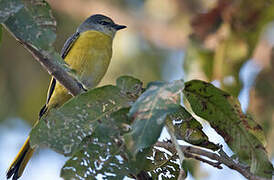 Long-tailed Minivet