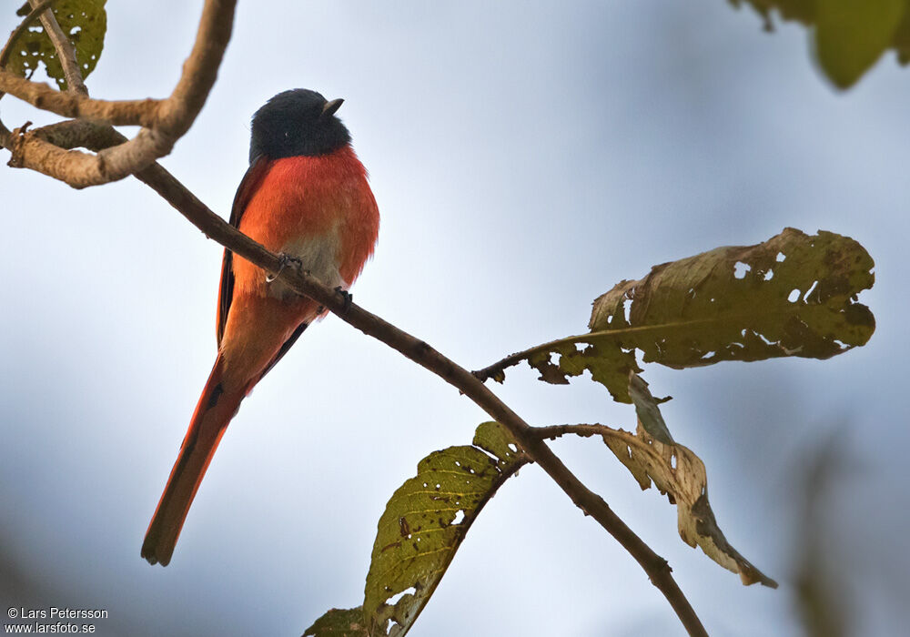 Long-tailed Minivet