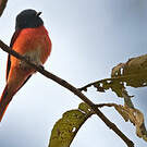 Minivet rouge