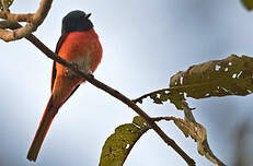 Minivet rouge