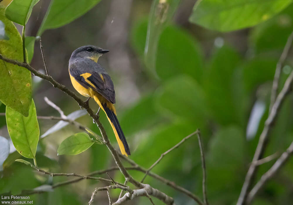 Long-tailed Minivet female adult