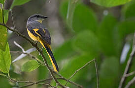 Long-tailed Minivet