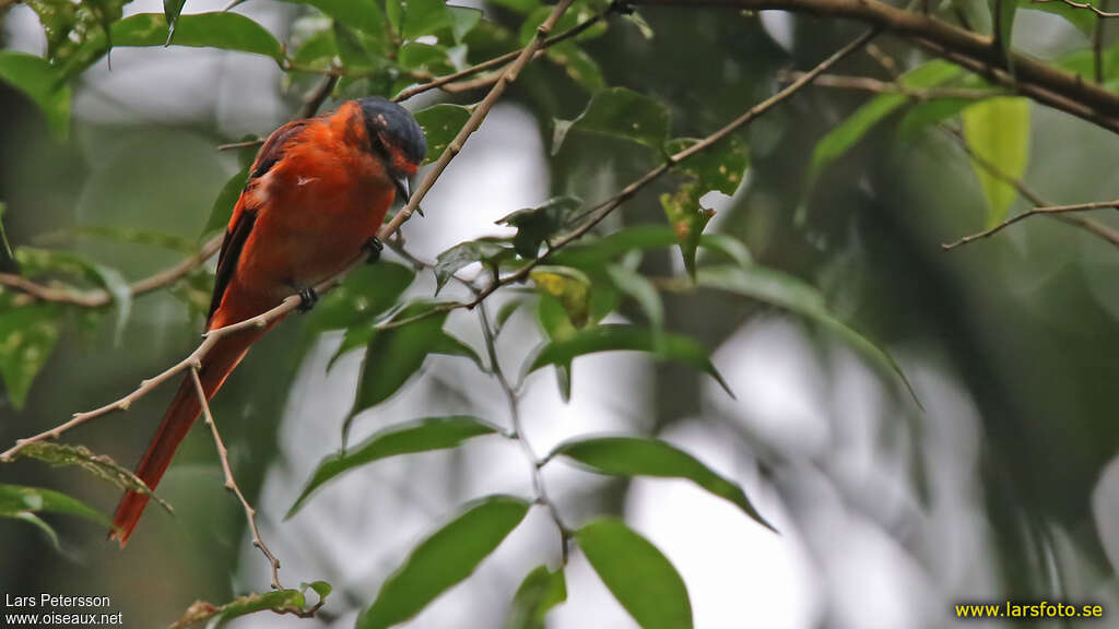 Sunda Minivet female adult