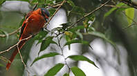 Minivet vermillon