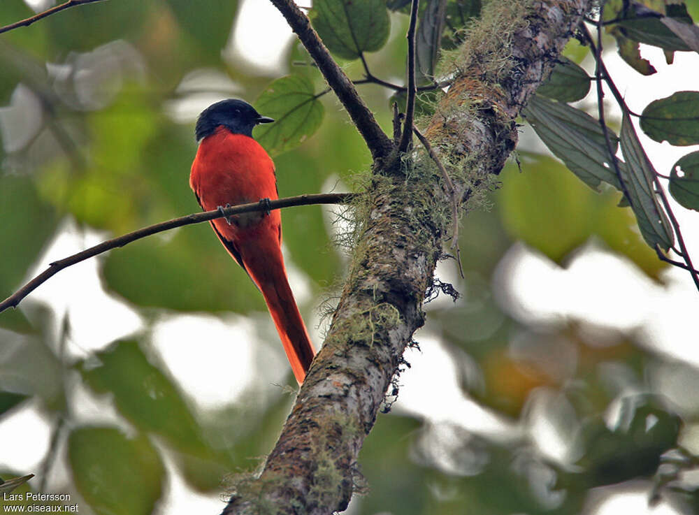 Minivet vermillon mâle adulte