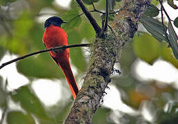 Sunda Minivet