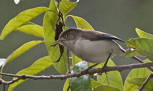 Blue-winged Minla
