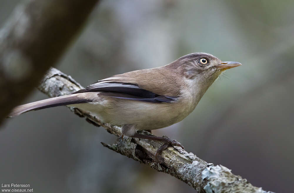 Blue-winged Minlaadult, identification