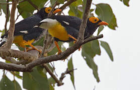 Yellow-faced Myna