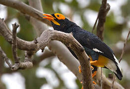 Yellow-faced Myna