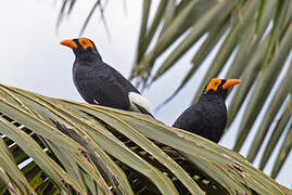 Long-tailed Myna