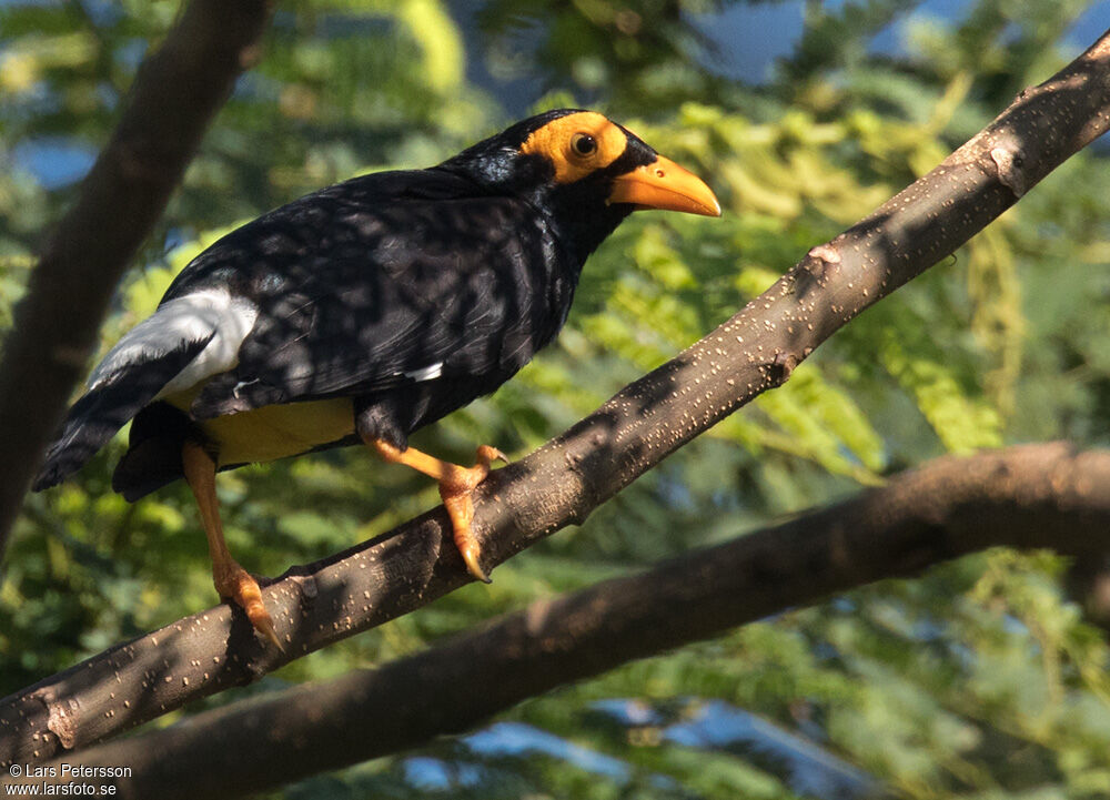 Long-tailed Myna