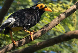 Long-tailed Myna