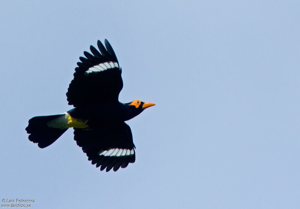 Long-tailed Myna