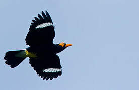 Long-tailed Myna