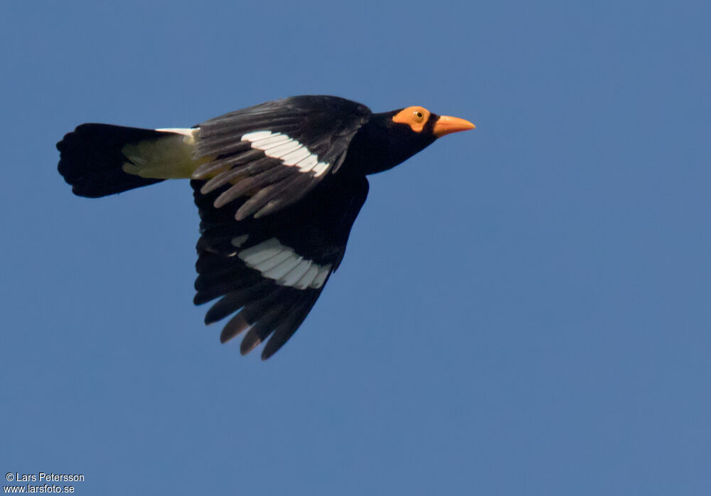 Long-tailed Myna