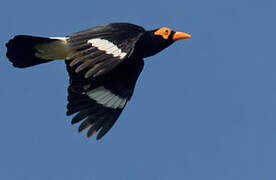 Long-tailed Myna