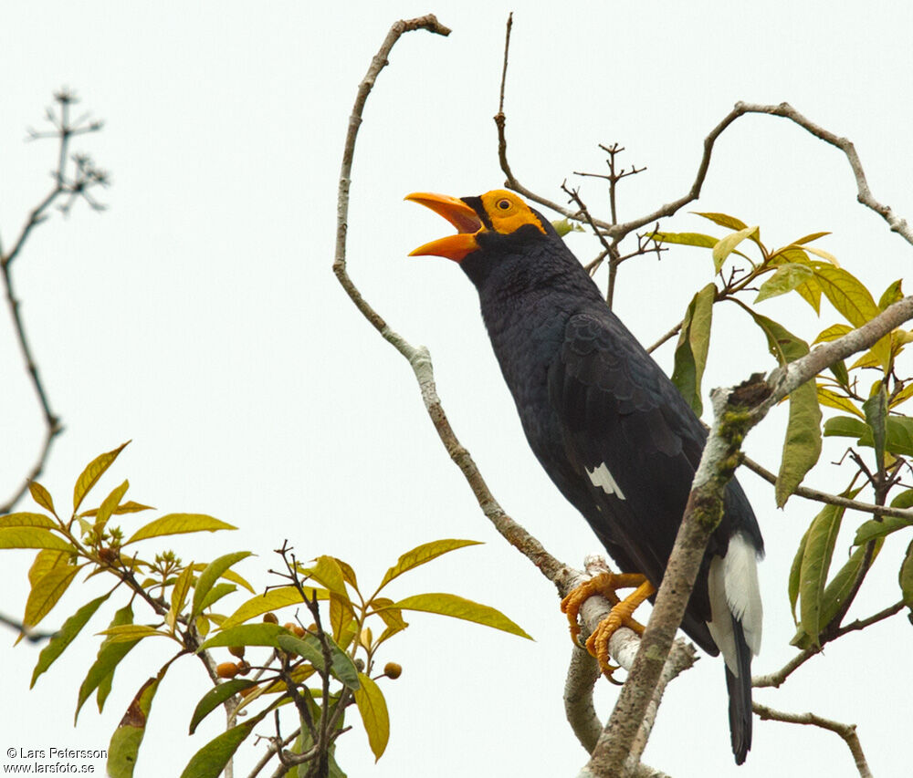 Long-tailed Myna