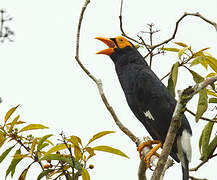 Long-tailed Myna