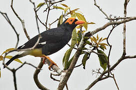 Long-tailed Myna