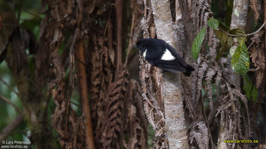 White-winged Robin