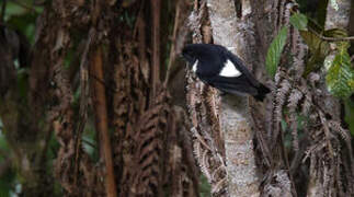 White-winged Robin