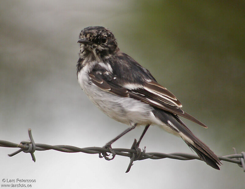 Hooded Robin