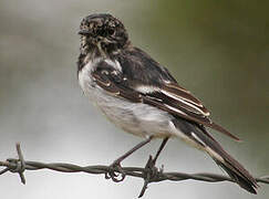 Hooded Robin