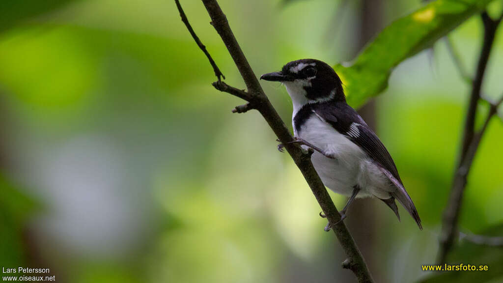 Black-sided Robinadult, identification