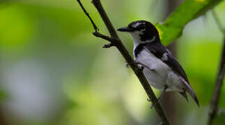 Black-sided Robin